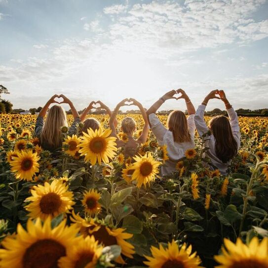 Kerry Green Photography - Sunflower Shoot